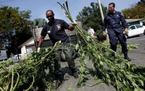 police-marijuana-raid